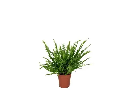 Junai.nl Nephrolepis Green Lady | In 12 cm pot