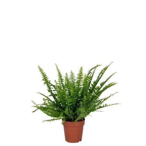 Junai.nl Nephrolepis Green Lady | In 12 cm pot