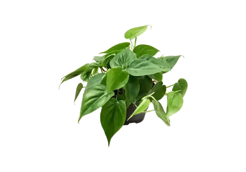 Junai.nl Philodendron Scandens | In 12 cm pot