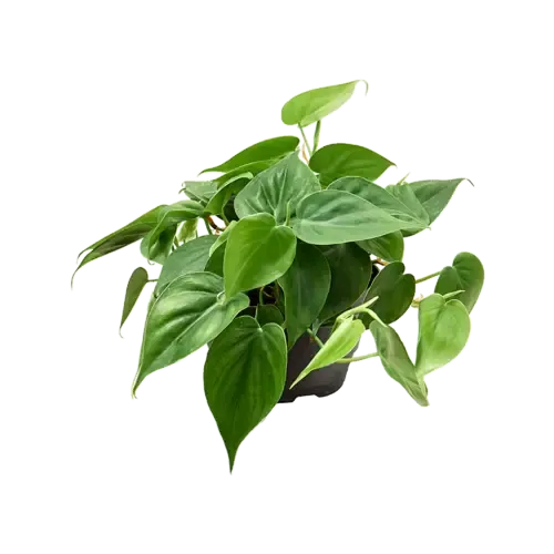 Junai.nl Philodendron Scandens | In 12 cm pot