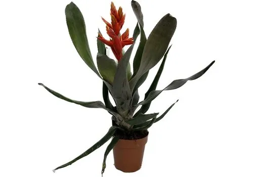 Junai.nl Aechmea Pepita Elegant Flames | In 12 cm pot