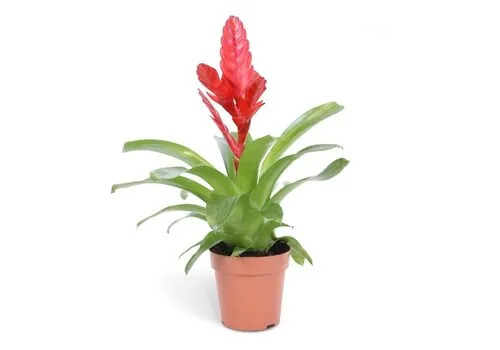 Junai.nl Vriesea Stream | In 12 cm pot