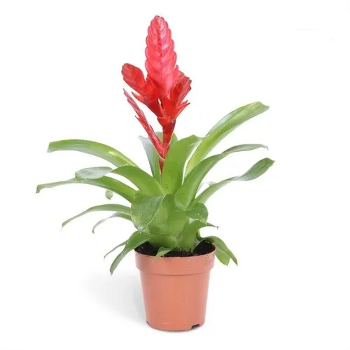 Junai.nl Vriesea Stream | In 12 cm pot