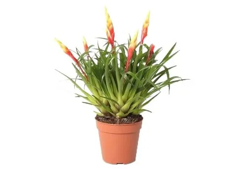 JUNAVERA Vriesea Shannon | In 12 cm pot
