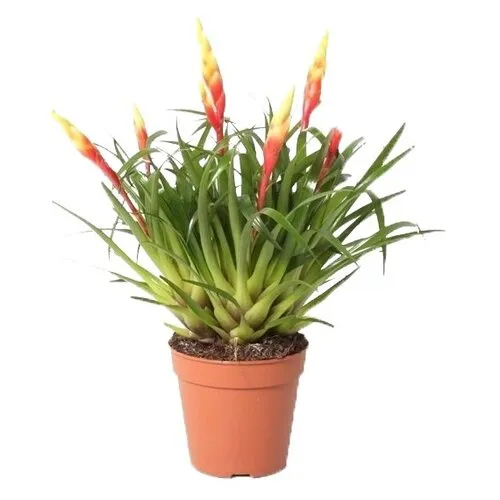 JUNAVERA Vriesea Shannon | In 12 cm pot