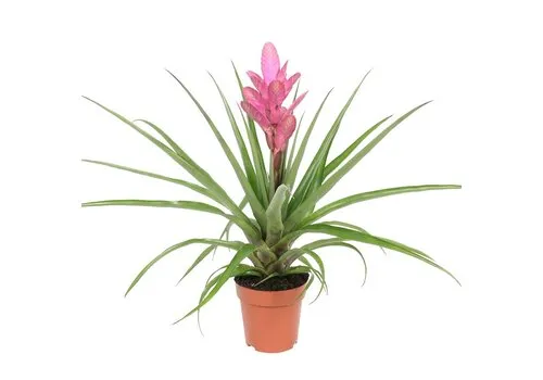 Junai.nl Tillandsia Antonio | In 12 cm pot