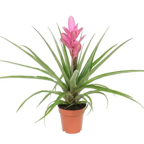 Junai.nl Tillandsia Antonio | In 12 cm pot