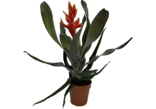 Junai.nl Aechmea Pepita Elegant Flames | In 15 cm pot