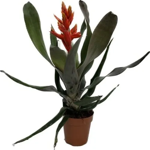 Junai.nl Aechmea Pepita Elegant Flames | In 15 cm pot