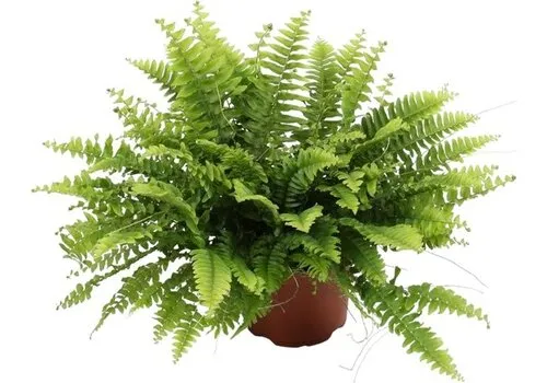 Junai.nl Nephrolepis Green Moment | In 17 cm pot
