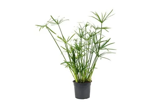 Junai.nl Cyperus Alternifolius | In 14 cm pot