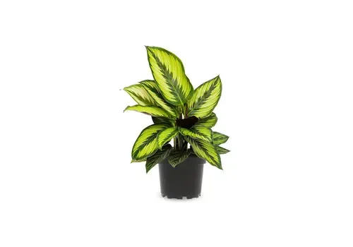 Junai.nl Calathea Beauty Star | In 12 cm pot