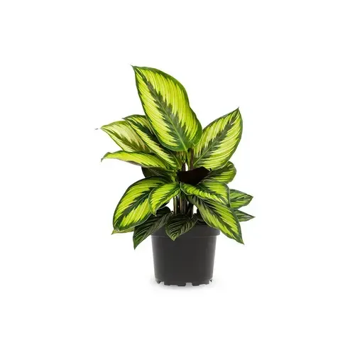 Junai.nl Calathea Beauty Star | In 12 cm pot