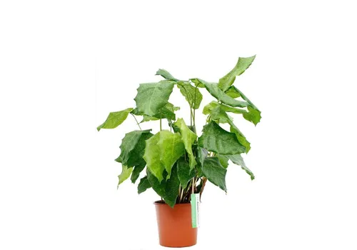 Junavera Calathea Network | In 12 cm pot