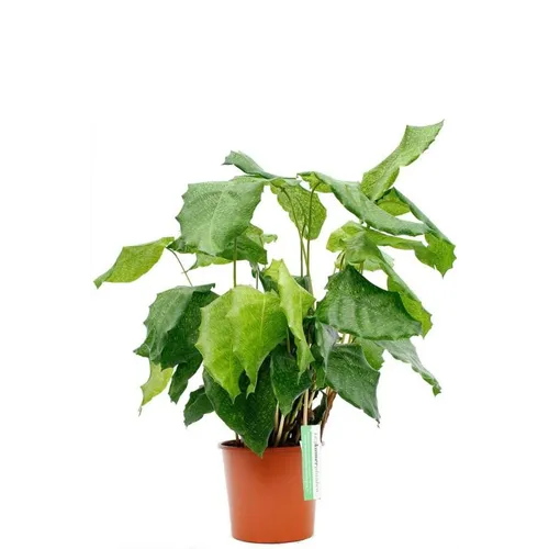 Junavera Calathea Network | In 12 cm pot