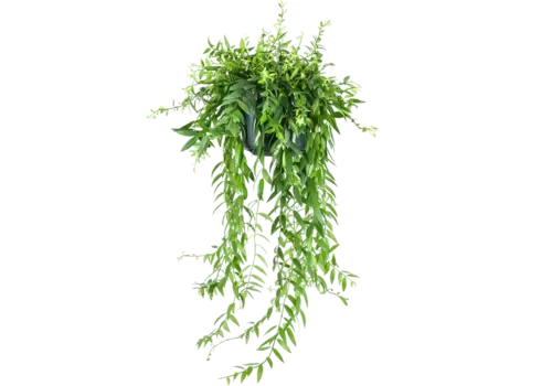 Junai.nl Aeschynanthus Japhrolepis | In 12 cm pot