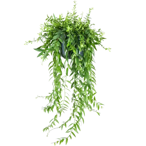 Junai.nl Aeschynanthus Japhrolepis | In 12 cm pot