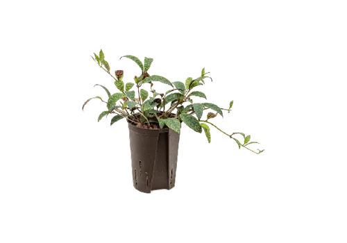 Junai.nl Aeschynanthus Marmoratus | In 12 cm pot