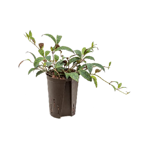 Junai.nl Aeschynanthus Marmoratus | In 12 cm pot