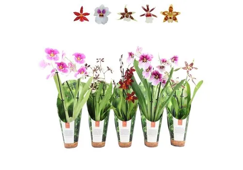 Junai.nl Orchideeën Mix Per Stuk | In 9 cm pot