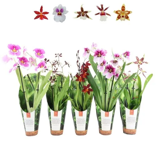 Junai.nl Orchideeën Mix Per Stuk | In 9 cm pot