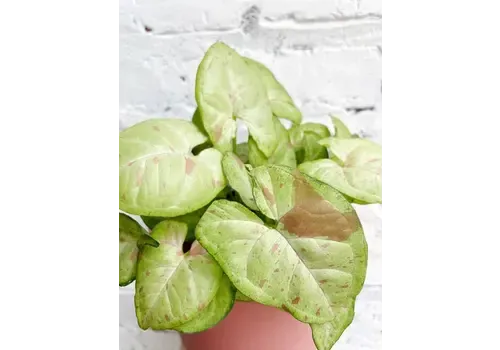Junai.nl Syngonium | In 15 cm pot