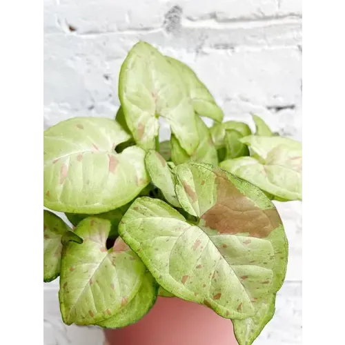 Junai.nl Syngonium | In 15 cm pot