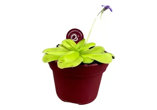 Junai.nl Pinguicula | In 12 cm pot
