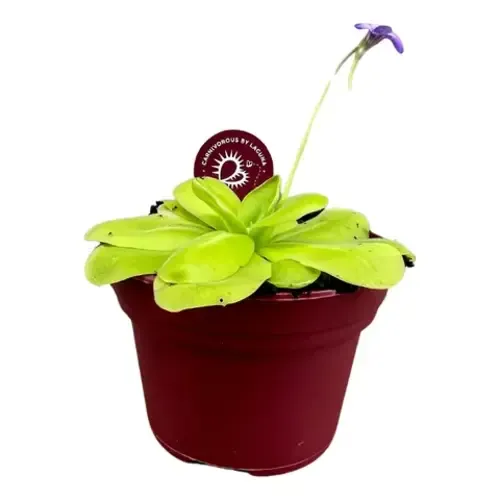 Junai.nl Pinguicula | In 12 cm pot