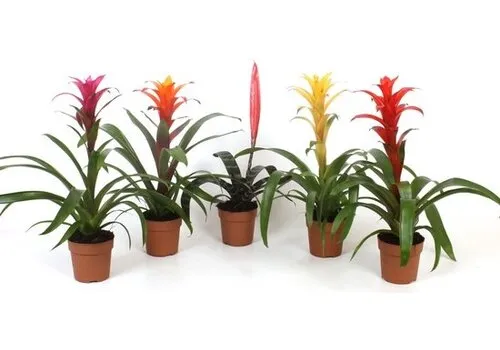 Junai.nl Guzmania Mix Per Stuk | In 12 cm pot