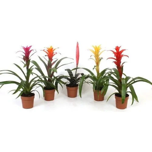 JUNAVERA Guzmania Mix Per Stuk | In 9 cm pot