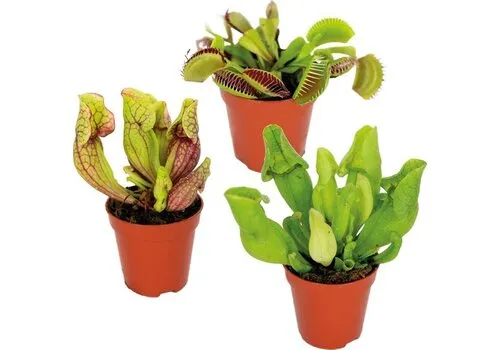 Junavera Vleesetende Planten Mix | Per Stuk | In 9 cm pot