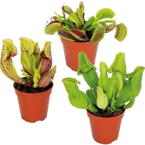 Junavera Vleesetende Planten Mix | Per Stuk | In 9 cm pot
