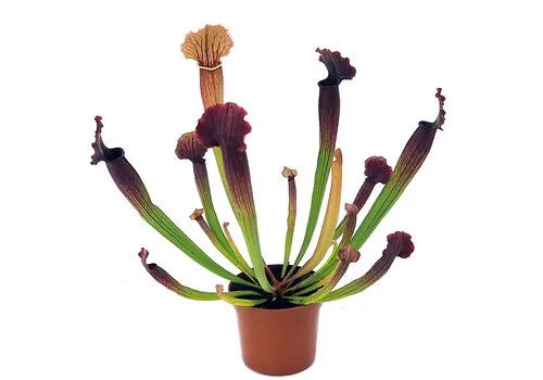Junai.nl Sarracenia | In 9 cm pot