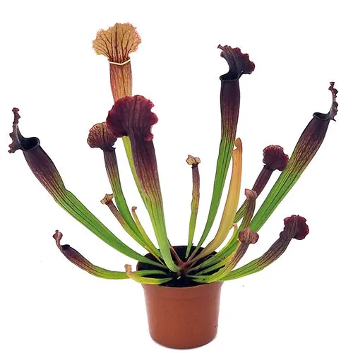 Junai.nl Sarracenia | In 9 cm pot