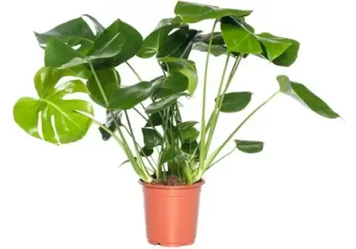 Junai.nl Monstera Deliciosa | In 19 cm pot