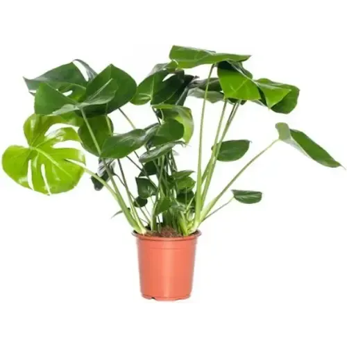 Junai.nl Monstera Deliciosa | In 19 cm pot