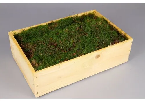 Junavera Mos in Houten Kist