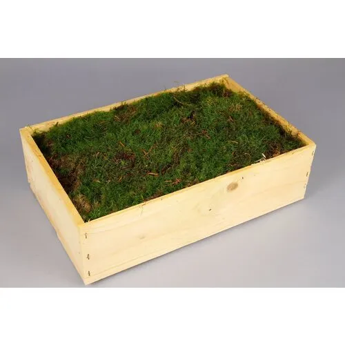 Junavera Mos in Houten Kist