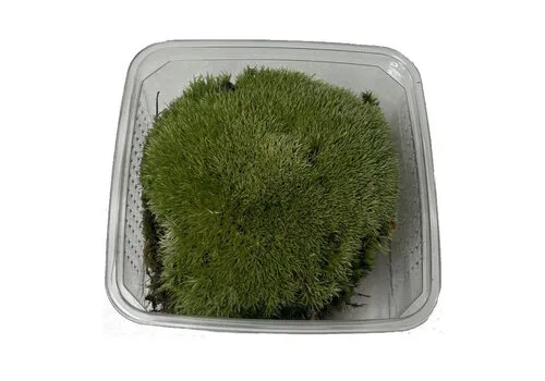 Junai.nl Mos Bol In Bakje +- 150 gram