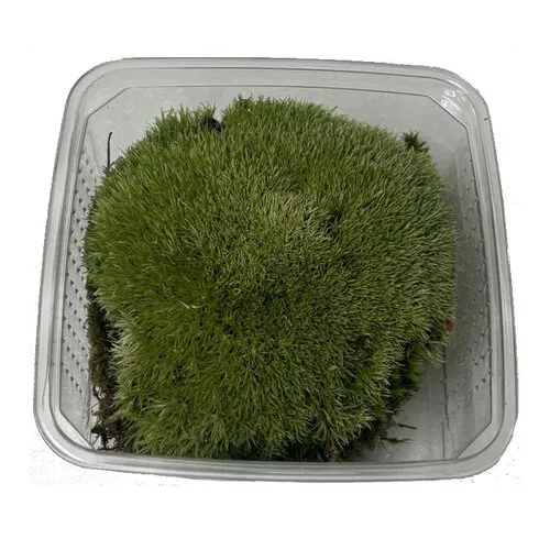 Junai.nl Mos Bol In Bakje +- 150 gram