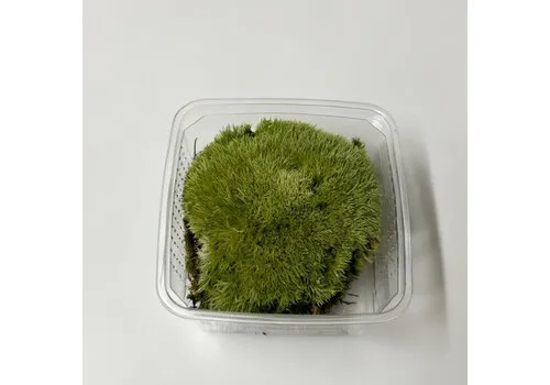 Junai.nl Speciaal Fijn Mos Bol - Zilvergroen - In Bakje +- 50 gram