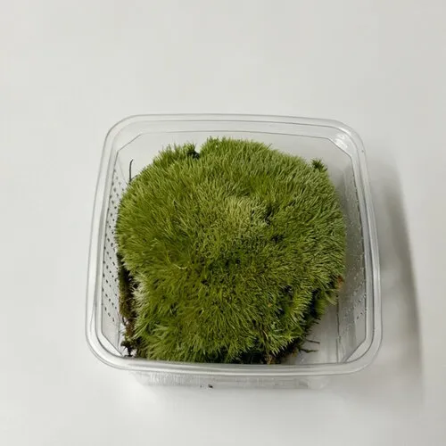 JUNAVERA Speciaal Fijn Mos Bol - Zilvergroen - In Bakje +- 50 gram