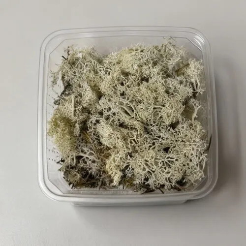 Junai.nl Ijslandmos In Bakje +- 40 gram