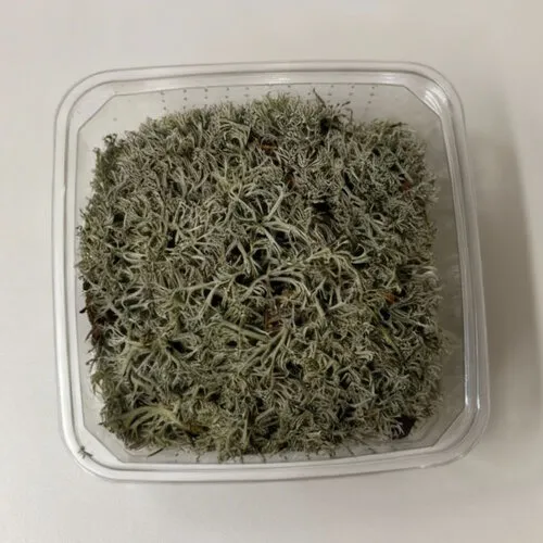 Junai.nl Zilvermos In Bakje +- 40 gram