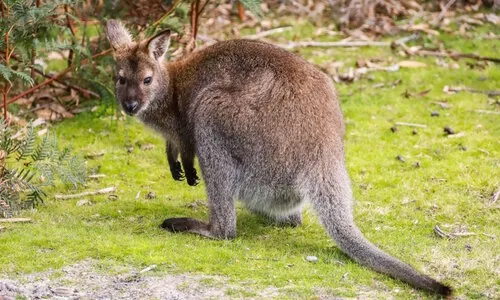 Waarom een wallaby als huisdier houden geen gek idee is (mits je dit weet)