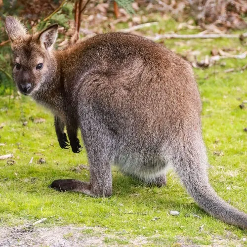 Waarom een wallaby als huisdier houden geen gek idee is (mits je dit weet)