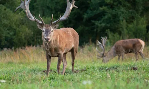 Herten – Particuliere hertenhouderij: wat komt er allemaal bij kijken?
