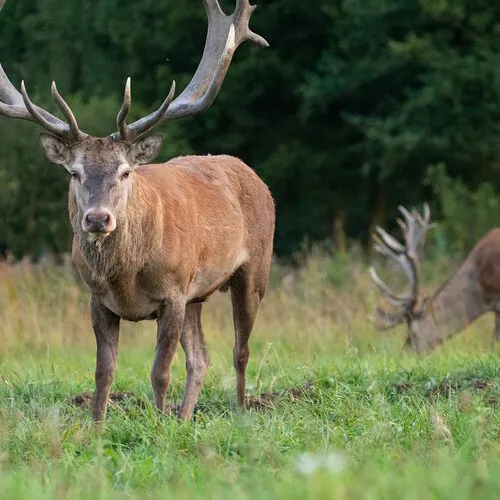 Herten – Particuliere hertenhouderij: wat komt er allemaal bij kijken?