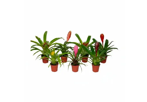 Aquaflora Tillandsia mix set van 5 | in 5 cm pot